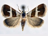 Eublemma odontophora